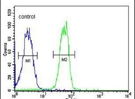 Anti-BTNL8 Antibody