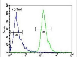 Anti-POTEH Antibody