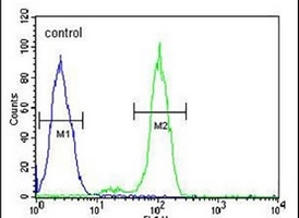 Anti-PTPLB Antibody