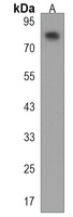 PAN3 Antibody