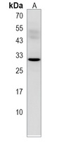 KCTD1 Antibody