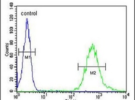 Anti-WDTC1 Antibody