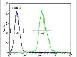 Anti-MFAP4 Antibody