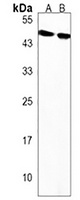 OPN1MW Rabbit Polyclonal Antibody