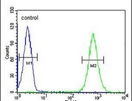 Anti-MICALL2 Antibody