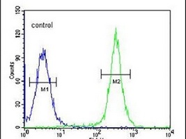 Anti-GSDMA Antibody