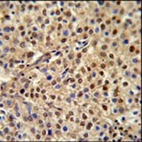 Anti-MISP Antibody