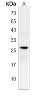 ZCCHC24 Antibody