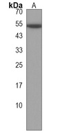 CORO6 Antibody