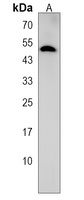 GABRG3 Rabbit Polyclonal Antibody