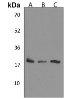 Epiregulin Rabbit Polyclonal Antibody