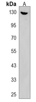 VWA7 Antibody