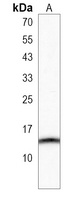SPRN Antibody