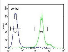 Anti-ANKFY1 Antibody