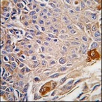 Anti-RMND5B Antibody