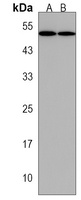 ZMPSTE24 Antibody