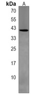 TPST2 Antibody