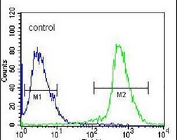 Anti-ARL2 Antibody