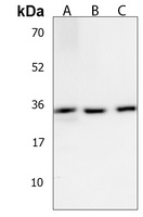 OR6C3 Antibody