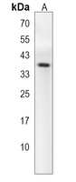 TAS2R5 Antibody