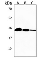 OR2AE1 Antibody