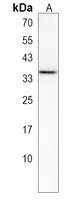 OR1B1 Antibody