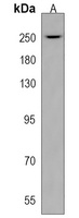 Collagen 14 alpha 1 Antibody