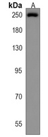 Nav1.1 Rabbit Polyclonal Antibody