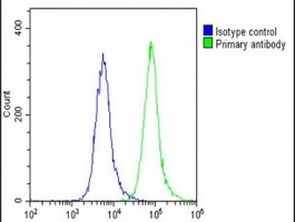 Anti-Nav1.1 Antibody