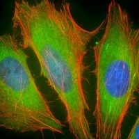 BCL2L10 Antibody