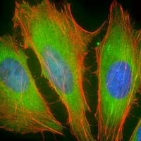 Anti-BCL2L10 Antibody