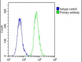 Anti-BCL2L10 Antibody