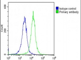 DLX1 Antibody