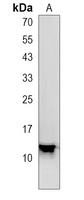 IFI27 Rabbit Polyclonal Antibody