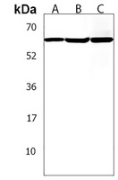 GGT3P Rabbit Polyclonal Antibody