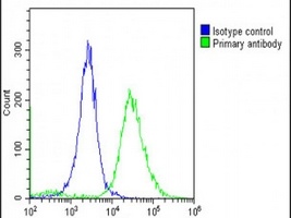 Anti-TMEM106B Antibody