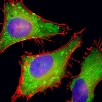 PGAP1 Antibody