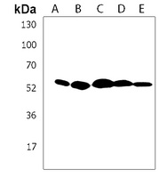 IRX4 Antibody