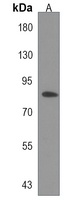 UHRF1BP1 Antibody
