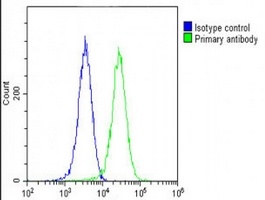 Anti-COPS7B Antibody