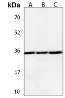 PIGC Antibody