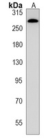 JMJD1C Rabbit Polyclonal Antibody