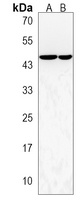 CERS2 Antibody