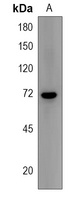 PRAM1 Antibody