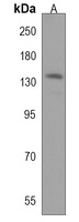 NRCAM Antibody