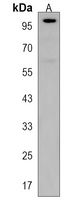 LARGE Rabbit Polyclonal Antibody
