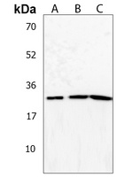 NT5M Antibody