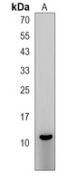 RIG Antibody