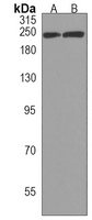 DOCK8 Antibody