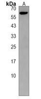ZBTB18 Antibody
